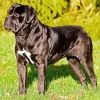 Cute Cane Corso Dog Diamond Painting
