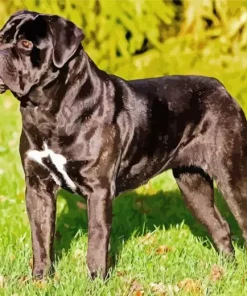 Cute Cane Corso Dog Diamond Painting