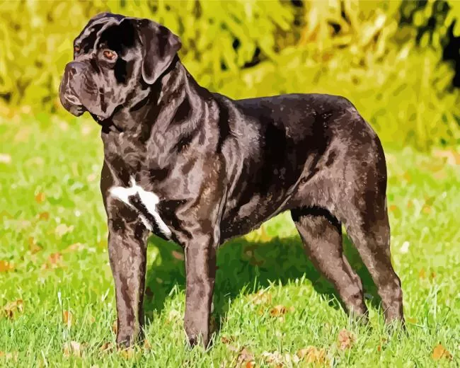 cute Cane Corso dog Diamond Paintings Cute Cane Corso Dog Diamond Painting