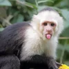 Cute Capuchin Monkey Diamond Painting