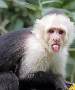 Cute Capuchin Monkey Diamond Painting
