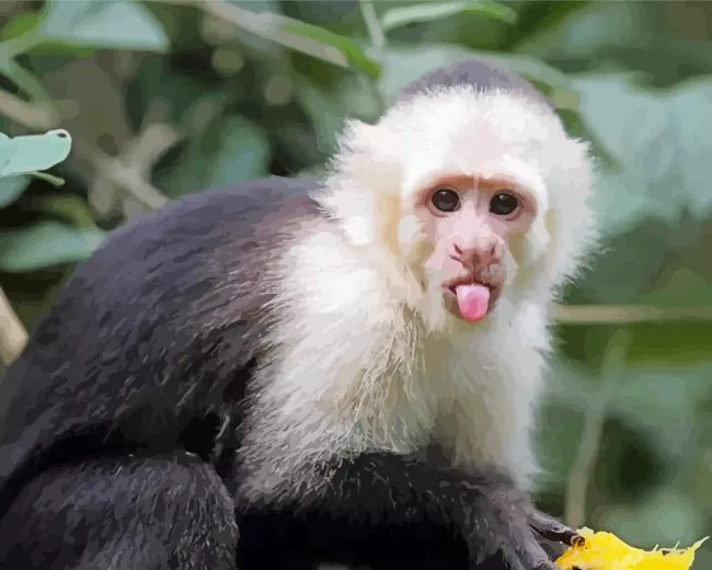 cute Capuchin Monkey Diamond Paintings Cute Capuchin Monkey Diamond Painting
