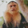 Cute Capuchin Monkey Animal Diamond Painting
