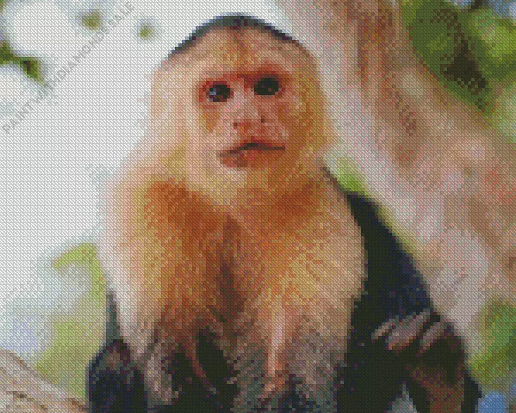 cute Capuchin Monkey animal Diamond By Numbers Cute Capuchin Monkey Animal Diamond Painting
