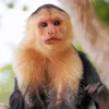 Cute Capuchin Monkey Animal Diamond Painting