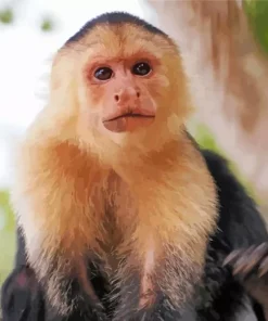 Cute Capuchin Monkey Animal Diamond Painting