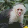 Cute Capuchin Monkey Diamond Painting