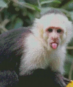 Cute Capuchin Monkey Diamond Painting
