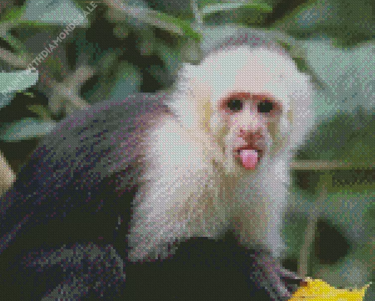 cute Capuchin Monkey8 Diamond By Numbers Cute Capuchin Monkey Diamond Painting