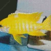 Cute Cichlid Fish Diamond Painting