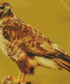 Cute Common Buzzard Diamond Painting