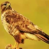 Cute Common Buzzard Diamond Painting