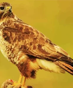 Cute Common Buzzard Diamond Painting