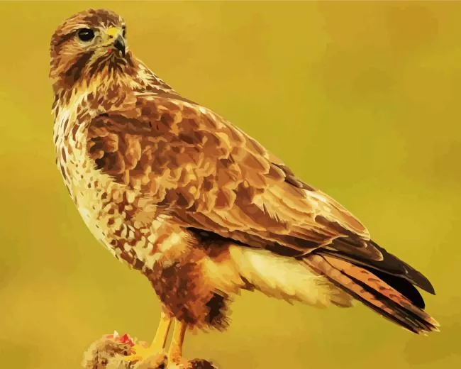 cute Common Buzzard Diamond With Numbers Cute Common Buzzard Diamond Painting