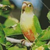 Cute Conure Bird Diamond Painting