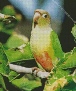 Cute Conure Bird Diamond Painting