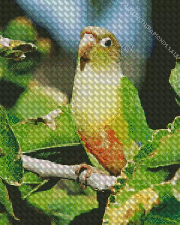 cute Conure Bird Diamond By Numbers Cute Conure Bird Diamond Painting