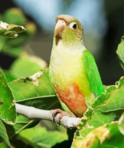 Cute Conure Bird Diamond Painting