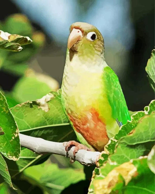 cute Conure Bird Diamond Paints Cute Conure Bird Diamond Painting