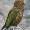 Cute Kea Bird Art Diamond Painting