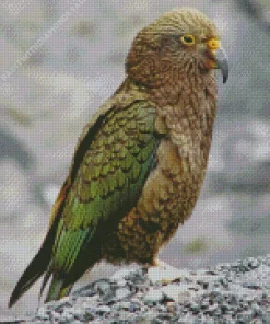 Cute Kea Bird Art Diamond Painting