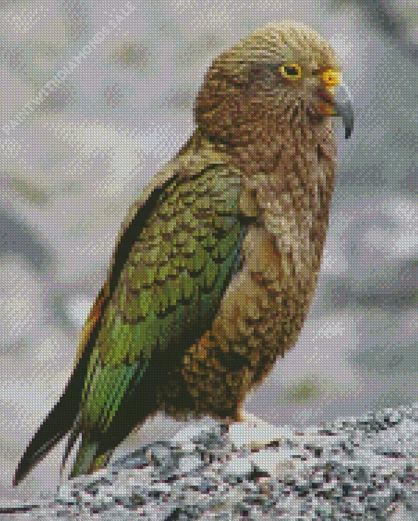 cute Kea Bird Diamond Dotz Cute Kea Bird Art Diamond Painting