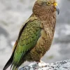 Cute Kea Bird Art Diamond Painting