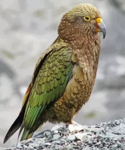 Cute Kea Bird Art Diamond Painting