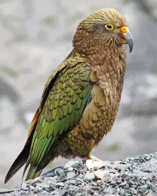 cute Kea Bird Diamond With Numbers Cute Kea Bird Art Diamond Painting
