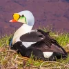 Cute King Eider Bird Diamond Painting