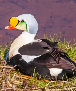 Cute King Eider Bird Diamond Painting