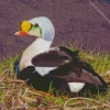 Cute King Eider Bird Diamond Painting