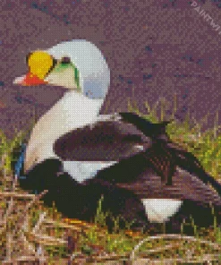 Cute King Eider Bird Diamond Painting