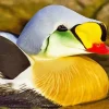Cute King Eider Diamond Painting
