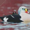 Cute King Eider Bird Art Diamond Painting