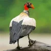 Cute King Vulture Diamond Painting