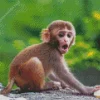 Cute Macaque Diamond Painting