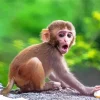 Cute Macaque Diamond Painting