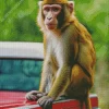 Cute Macaque Animal Diamond Painting