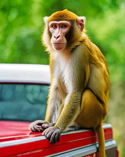 cute Macaque animal Diamond Paintings Cute Macaque Animal Diamond Painting