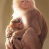 Cute Macaque Baby And Mother Diamond Painting