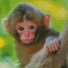 Cute Macaque monkey Diamond Painting