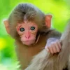 Cute Macaque monkey Diamond Painting