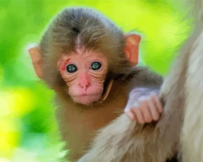 cute Macaque monkey Diamond Paintings Cute Macaque monkey Diamond Painting