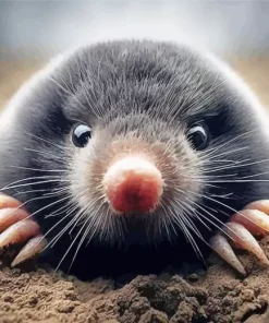 Cute Mole Diamond Painting