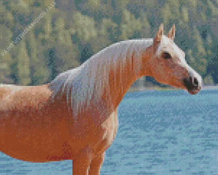 cute Palomino horse Diamond By Numbers Cute Palomino Horse Diamond Painting