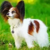 Cute Papillon Dog Diamond Painting