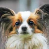 Cute Papillon Puppy Diamond Painting