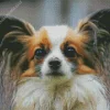 Cute Papillon Puppy Diamond Painting