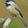 Cute Parus Bird Diamond Painting